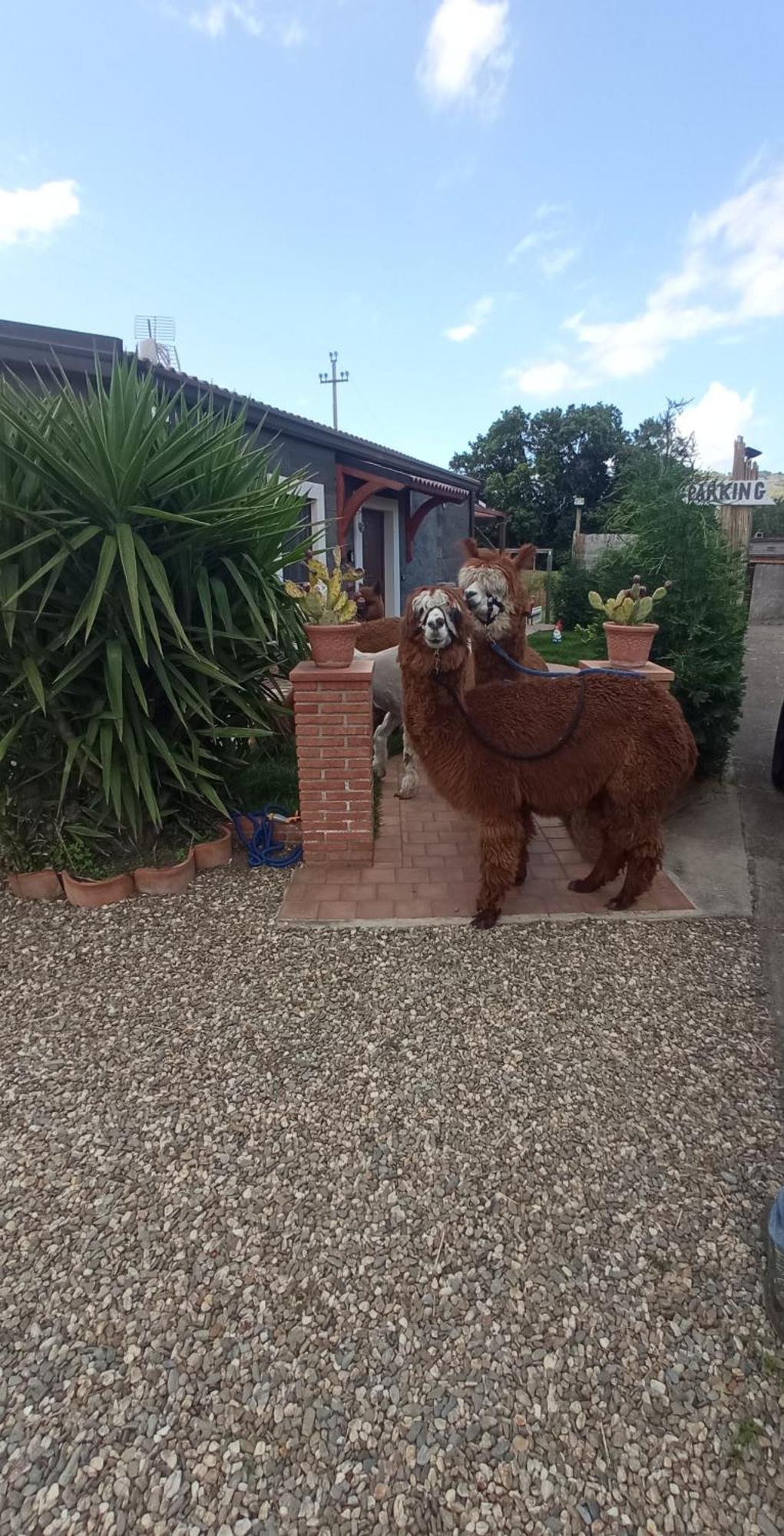 Alpaca Etna Rooms Da Mariagiovanna Linguaglossa Exterior photo